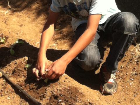 Um aluno do 6ºPCA a colaborar na horta biológica.